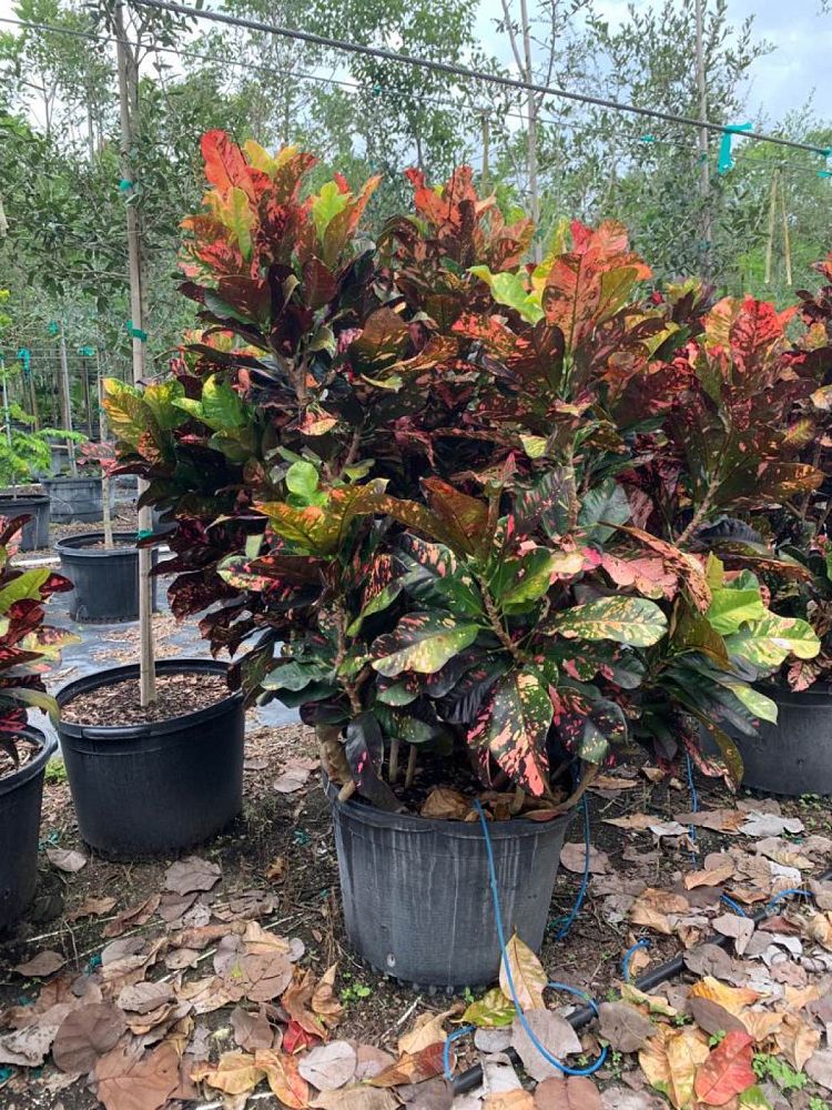 codiaeum-variegatum-magnificent-croton
