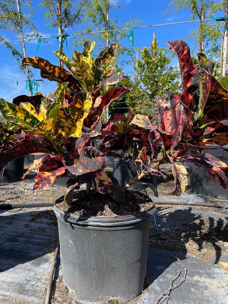 codiaeum-variegatum-magnificent-croton