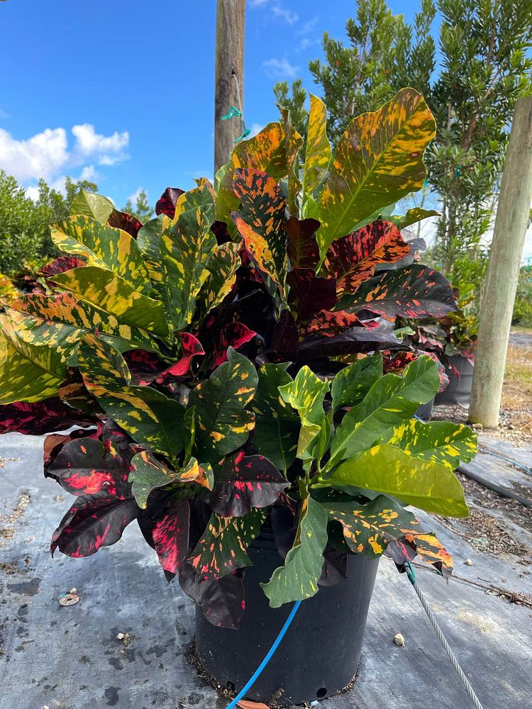 codiaeum-variegatum-magnificent-croton