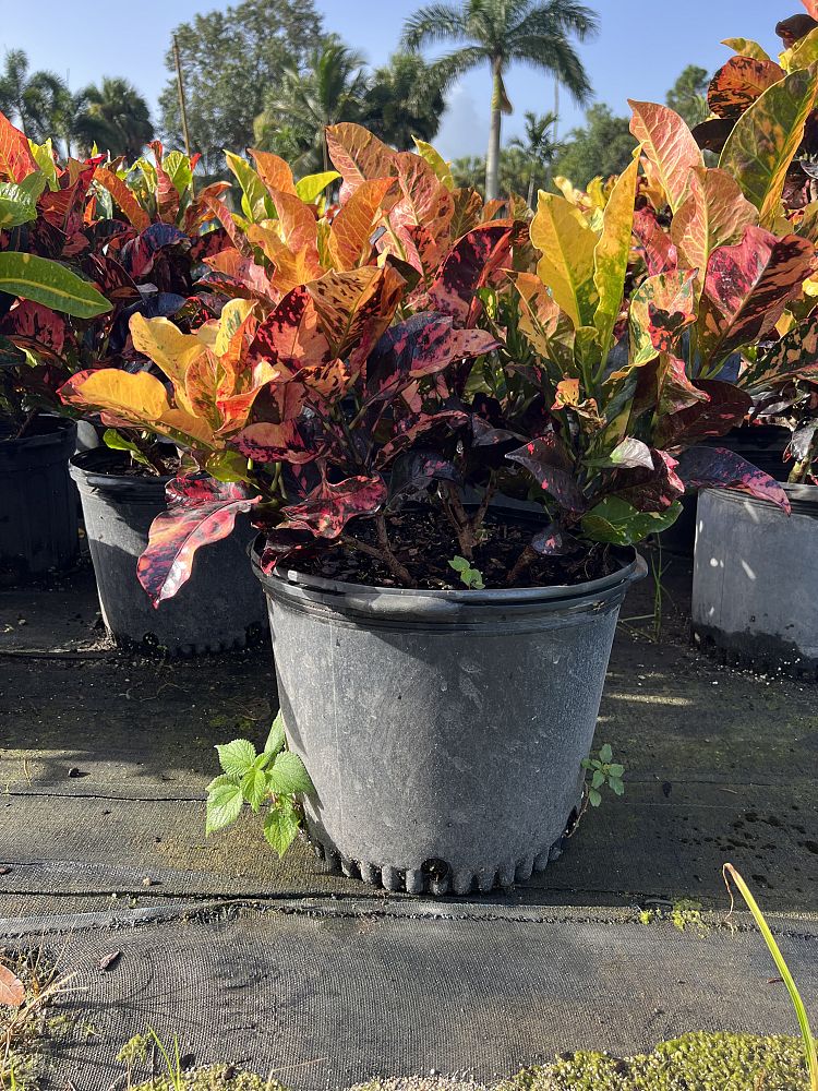 codiaeum-variegatum-magnificent-croton