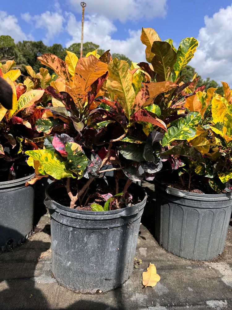 codiaeum-variegatum-magnificent-croton