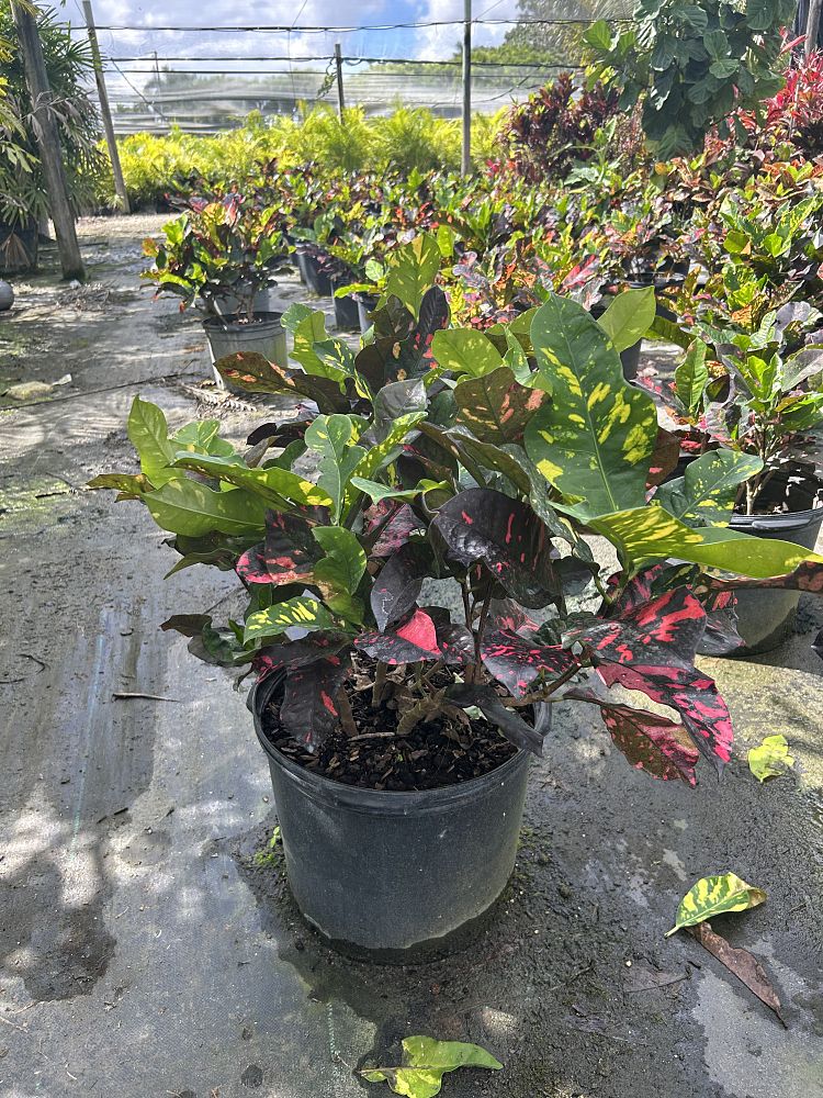 codiaeum-variegatum-magnificent-croton