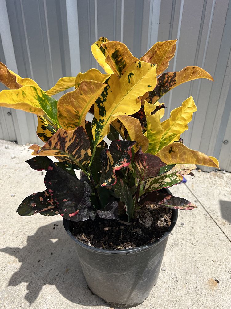 codiaeum-variegatum-magnificent-croton