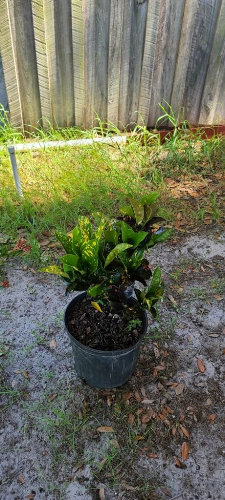 codiaeum-variegatum-magnificent-croton
