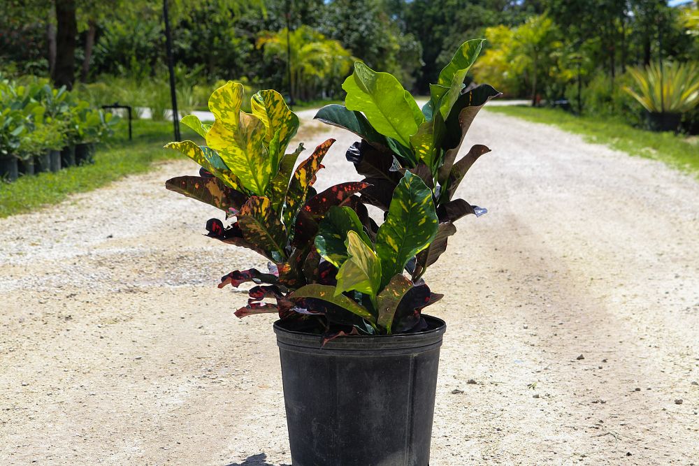 codiaeum-variegatum-magnificent-croton