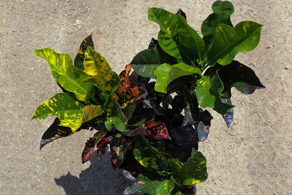 codiaeum-variegatum-magnificent-croton
