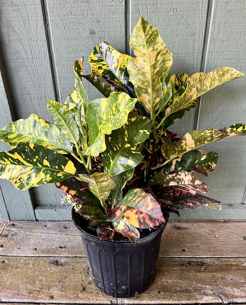 codiaeum-variegatum-magnificent-croton