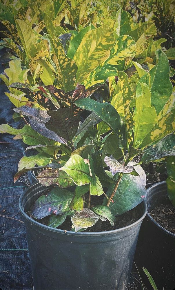 codiaeum-variegatum-magnificent-croton