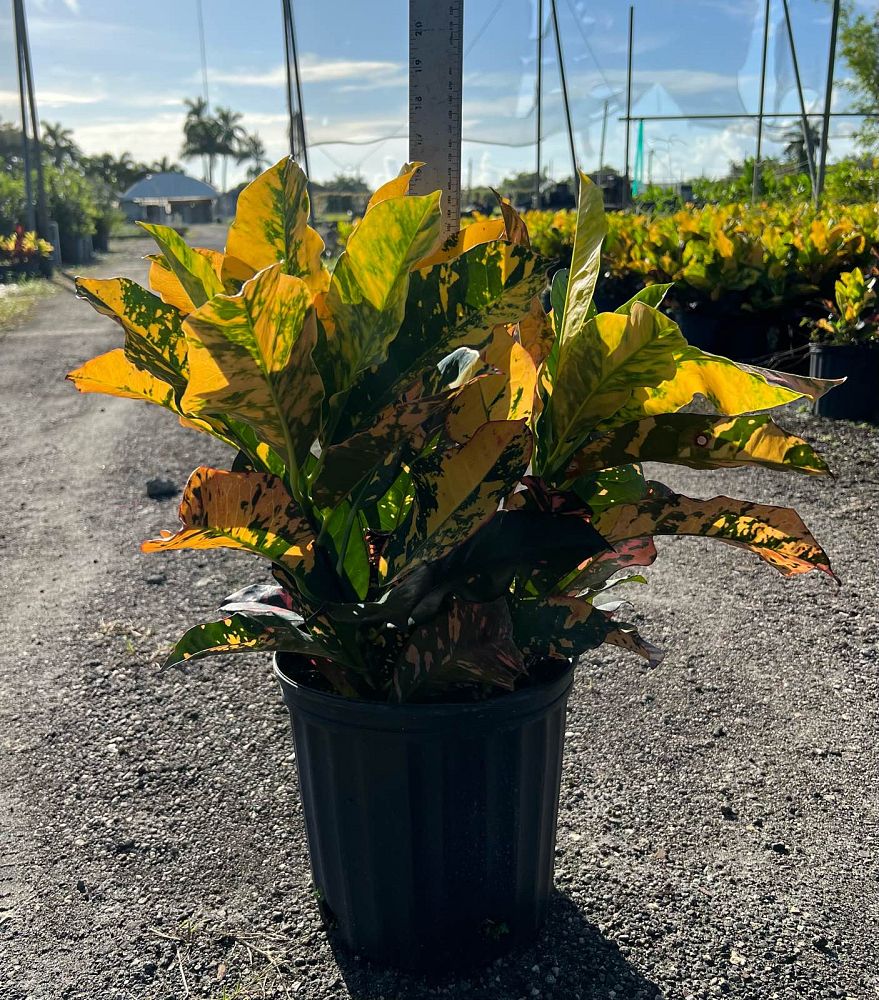 codiaeum-variegatum-magnificent-croton