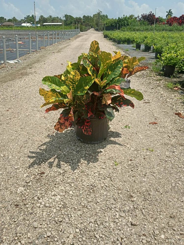 codiaeum-variegatum-magnificent-croton