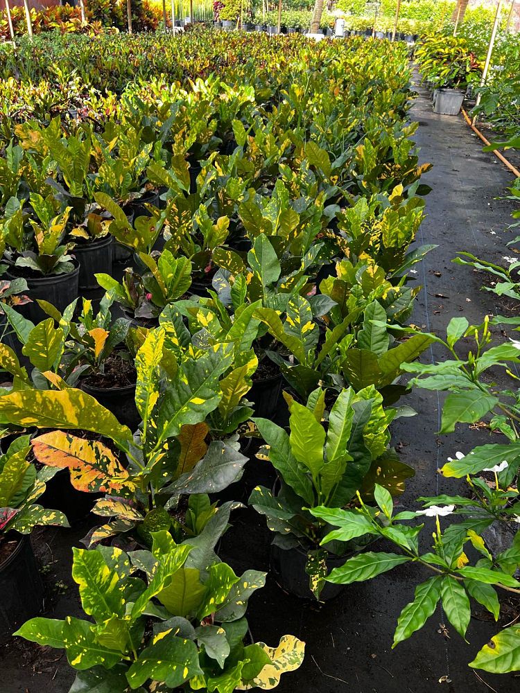 codiaeum-variegatum-magnificent-croton