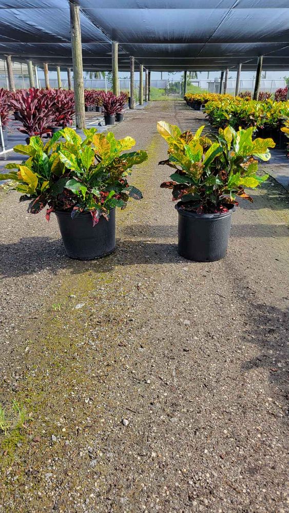 codiaeum-variegatum-magnificent-croton
