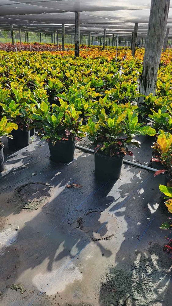 codiaeum-variegatum-magnificent-croton