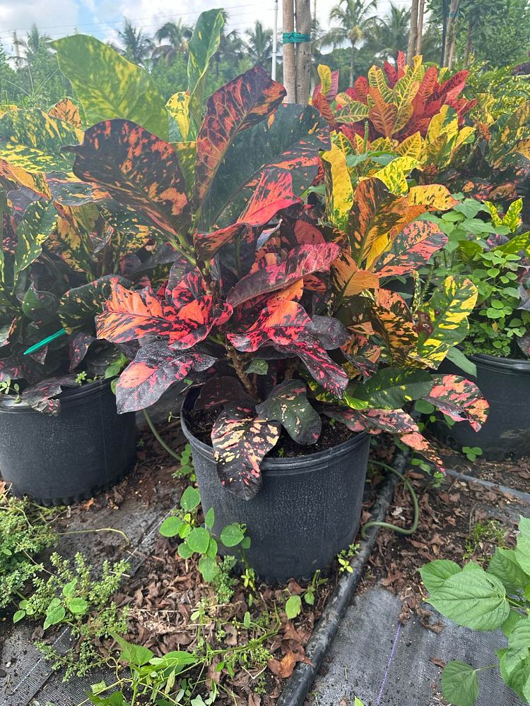 codiaeum-variegatum-magnificent-croton