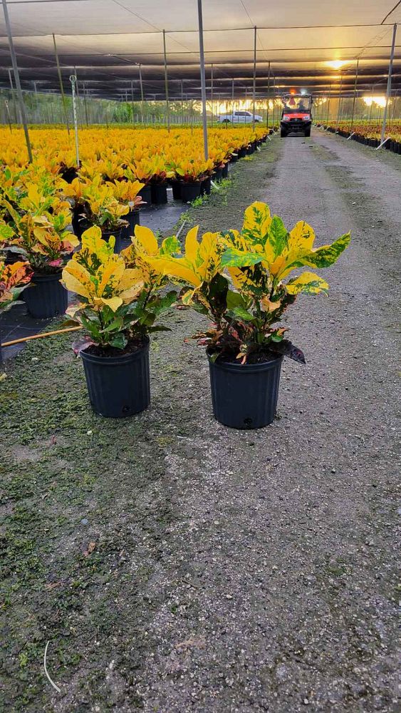 codiaeum-variegatum-magnificent-croton