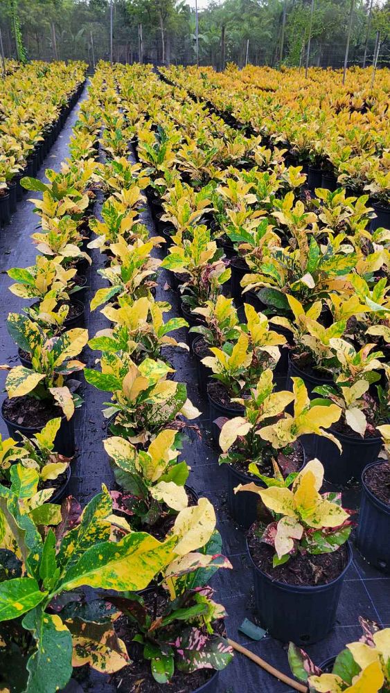 codiaeum-variegatum-magnificent-croton