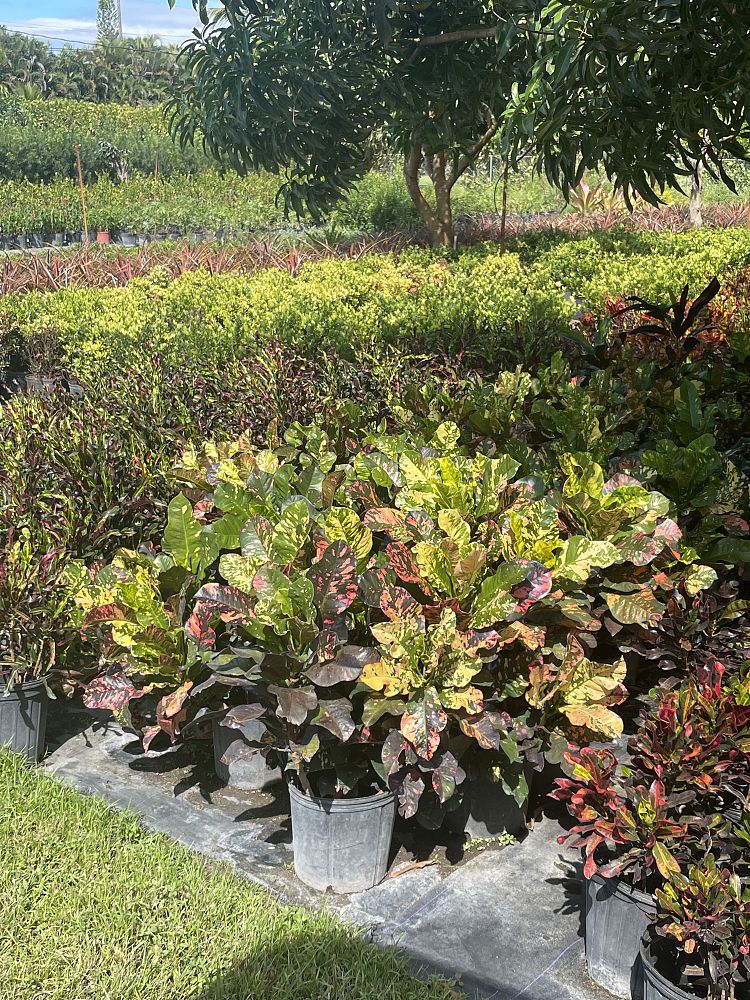codiaeum-variegatum-magnificent-croton