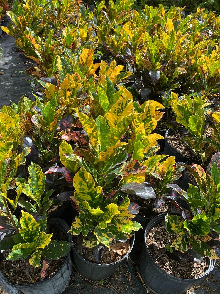 codiaeum-variegatum-magnificent-croton
