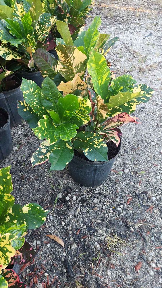 codiaeum-variegatum-magnificent-croton