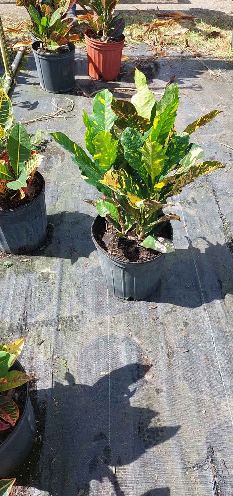 codiaeum-variegatum-magnificent-croton