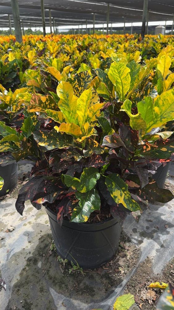codiaeum-variegatum-magnificent-croton