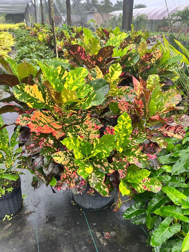 codiaeum-variegatum-magnificent-croton