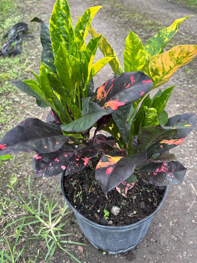 codiaeum-variegatum-magnificent-croton