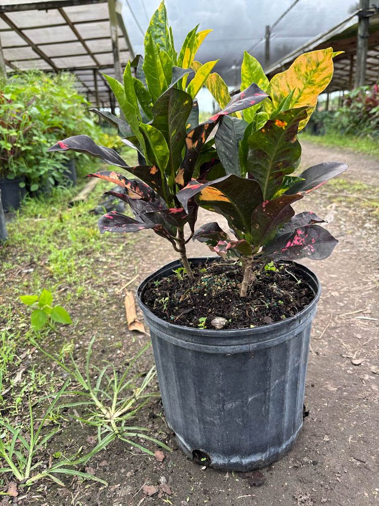 codiaeum-variegatum-magnificent-croton