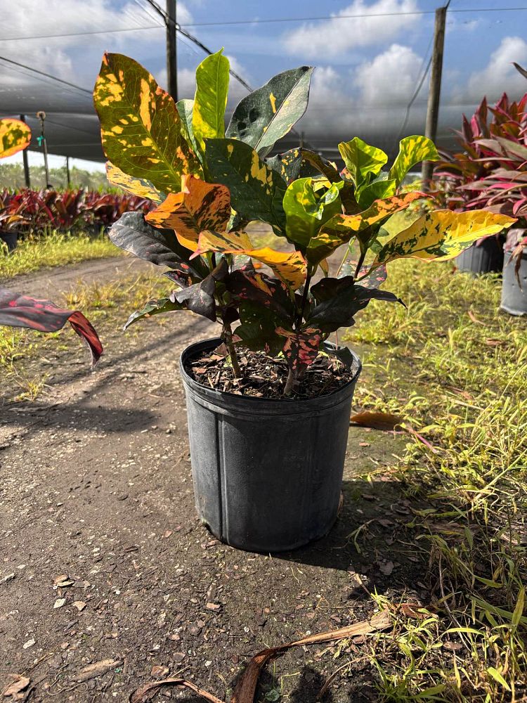 codiaeum-variegatum-magnificent-croton