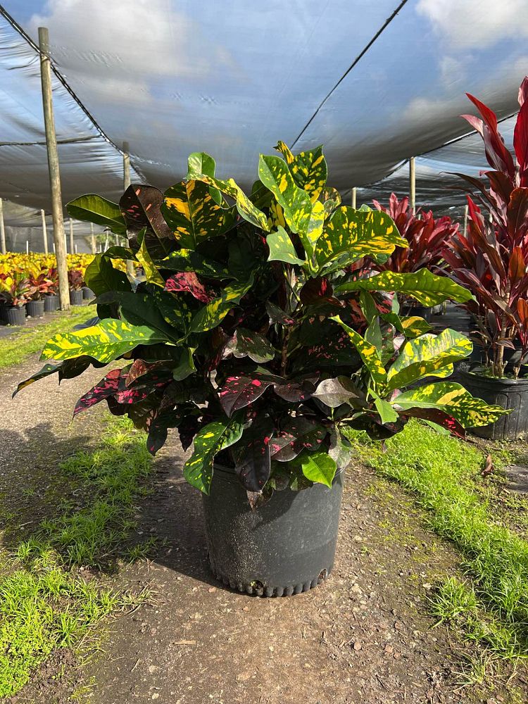 codiaeum-variegatum-magnificent-croton