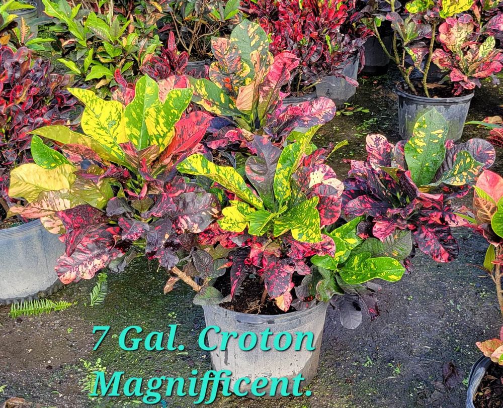 codiaeum-variegatum-magnificent-croton