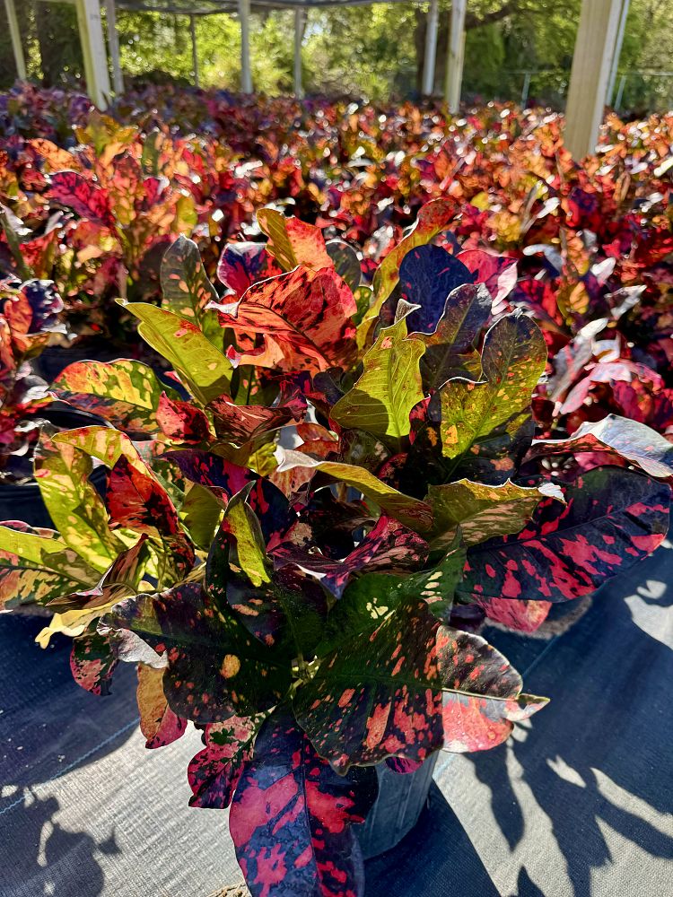 codiaeum-variegatum-magnificent-croton