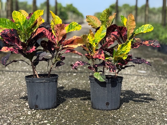 codiaeum-variegatum-magnificent-croton