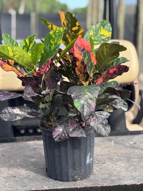 codiaeum-variegatum-magnificent-croton