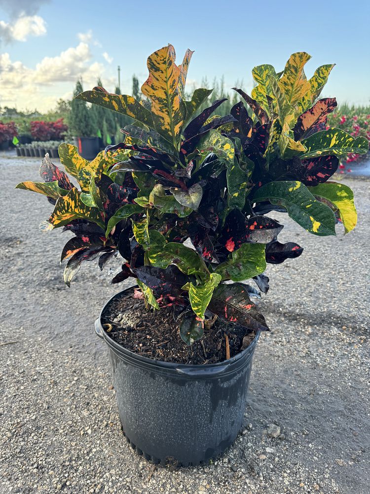codiaeum-variegatum-magnificent-croton