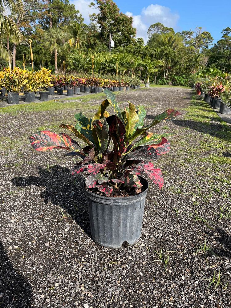codiaeum-variegatum-magnificent-croton