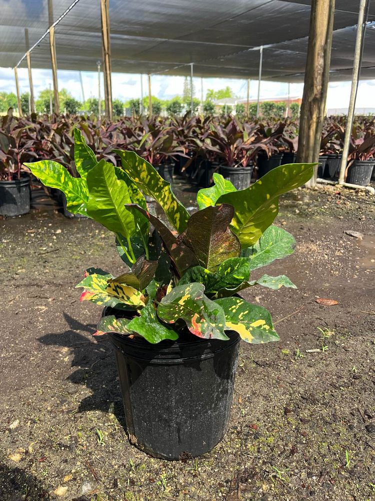 codiaeum-variegatum-magnificent-croton