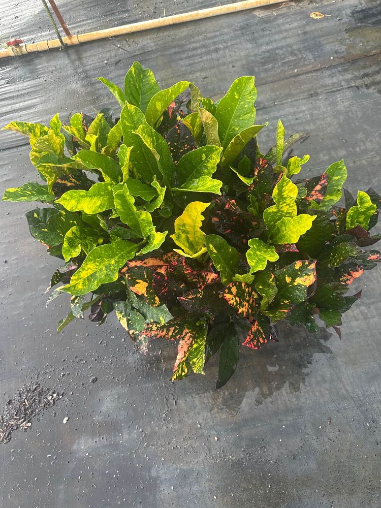 codiaeum-variegatum-magnificent-croton