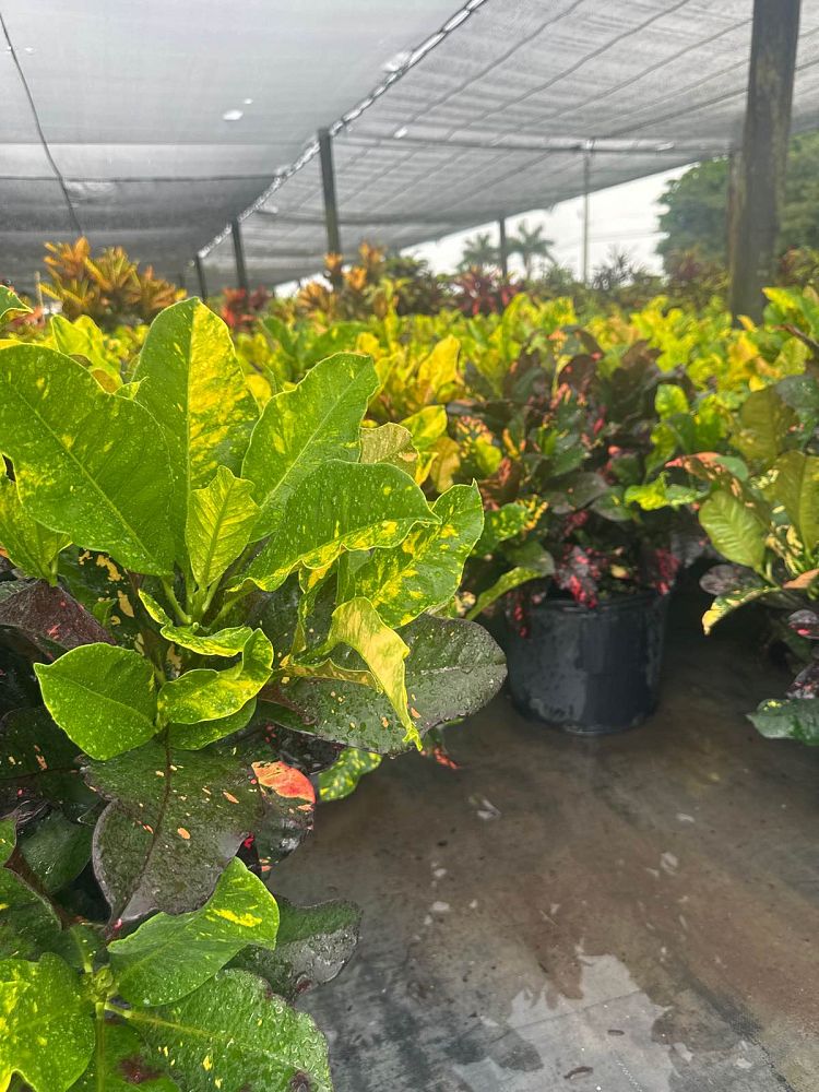 codiaeum-variegatum-magnificent-croton