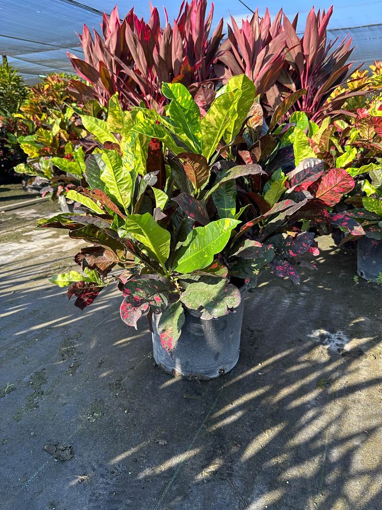 codiaeum-variegatum-magnificent-croton