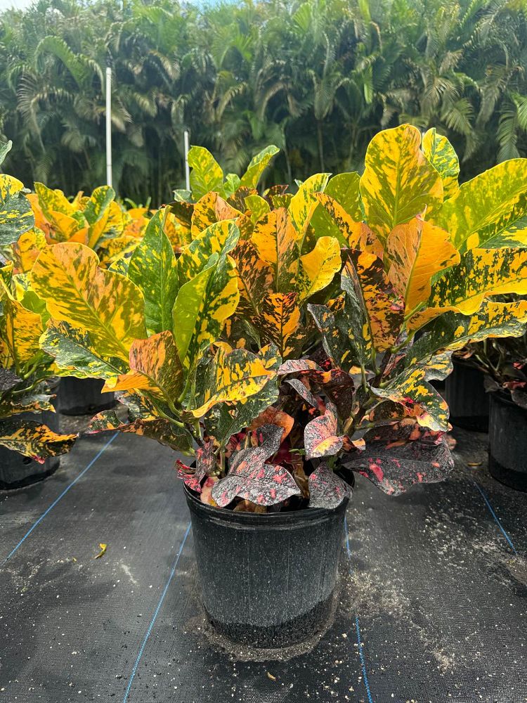 codiaeum-variegatum-magnificent-croton