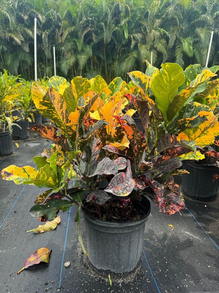 codiaeum-variegatum-magnificent-croton