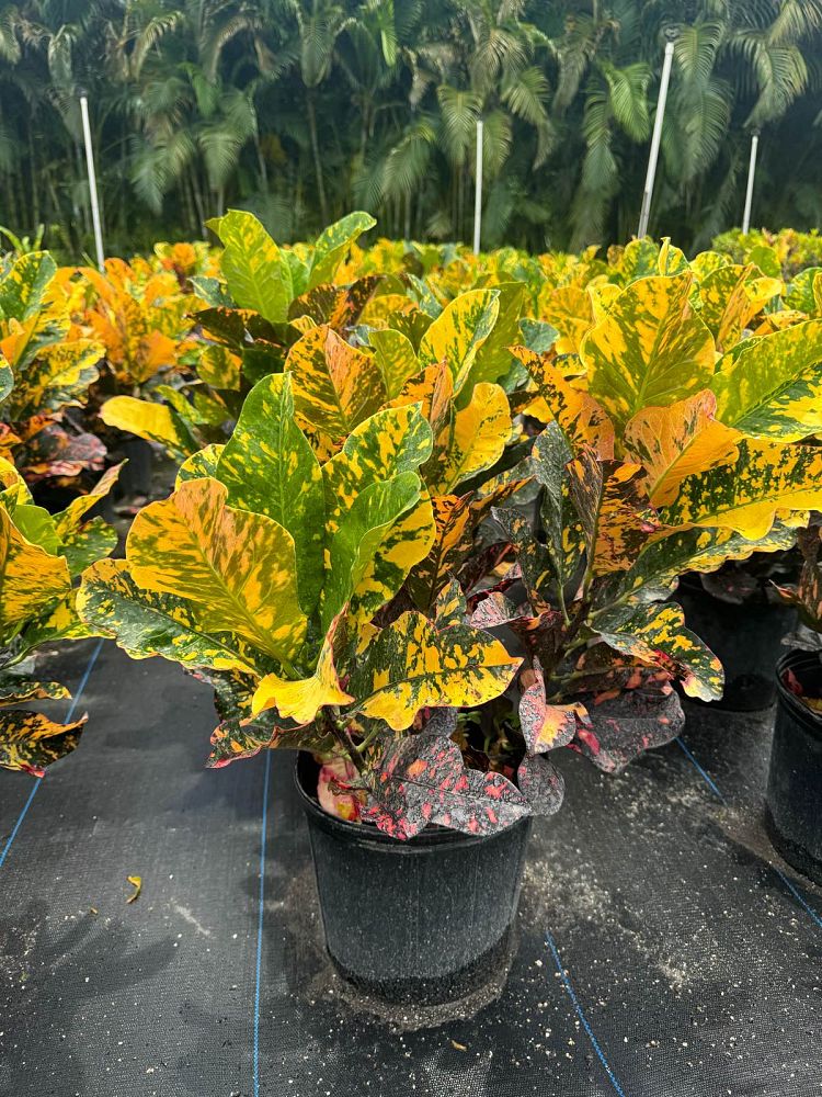 codiaeum-variegatum-magnificent-croton