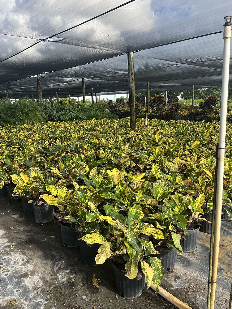 codiaeum-variegatum-magnificent-croton