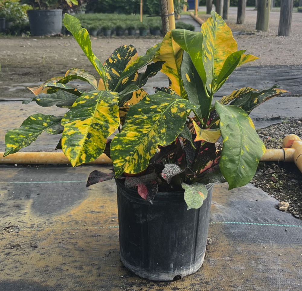 codiaeum-variegatum-magnificent-croton