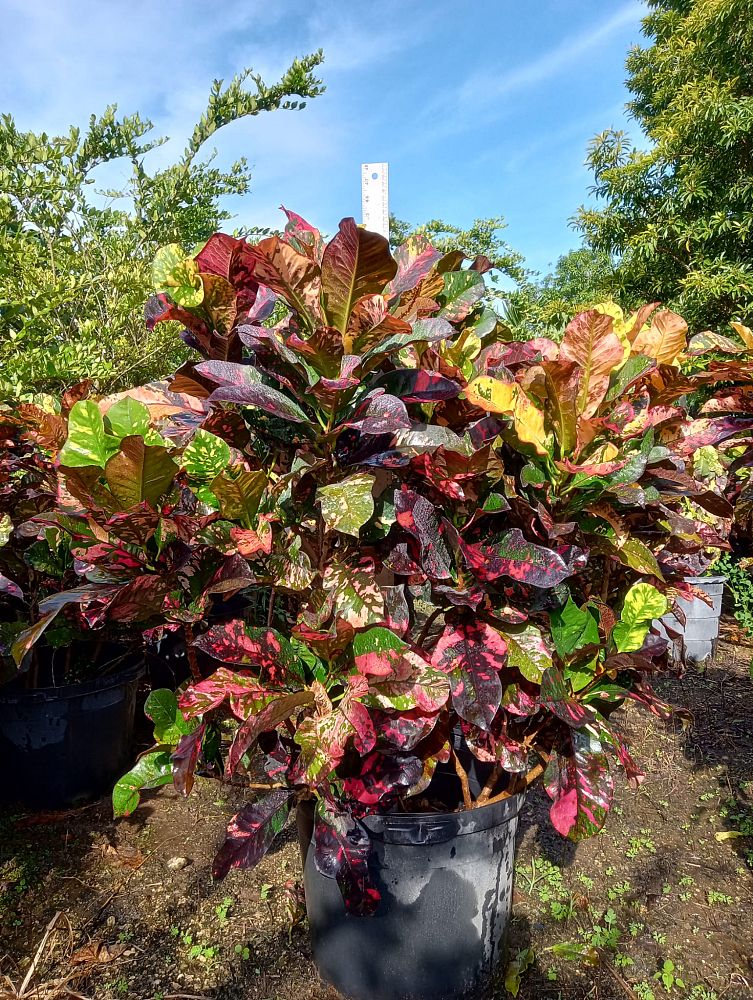 codiaeum-variegatum-magnificent-croton