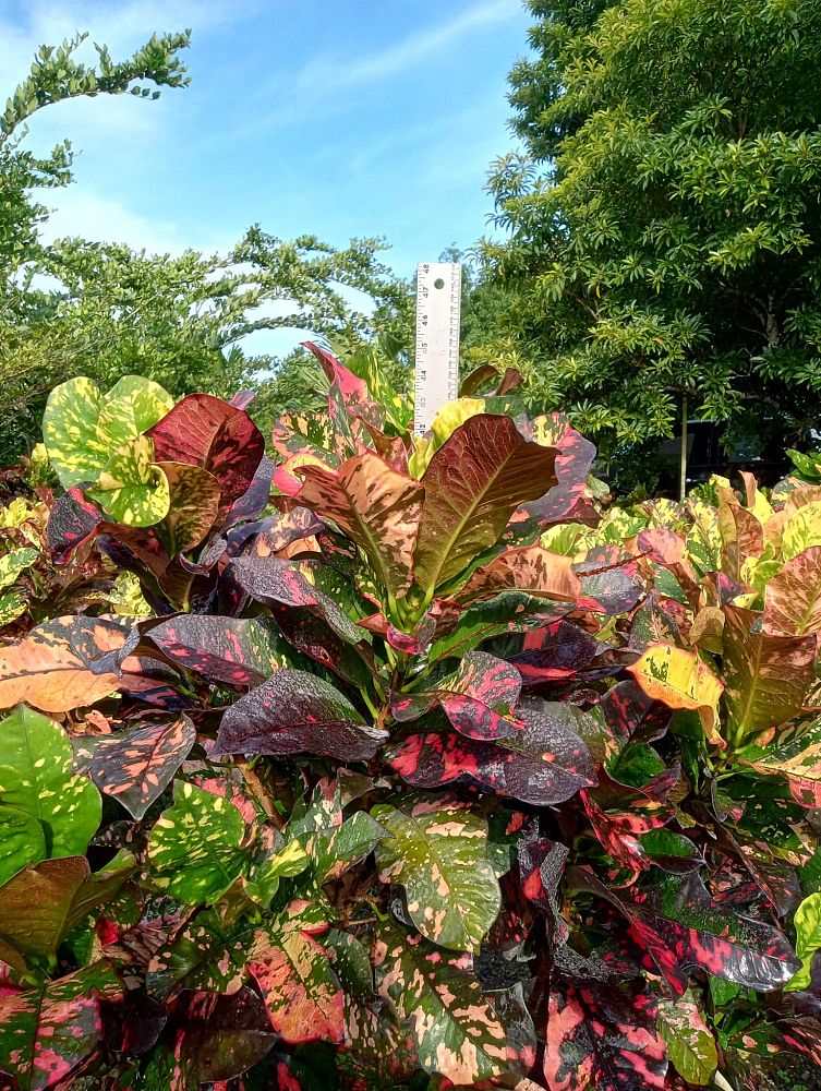codiaeum-variegatum-magnificent-croton
