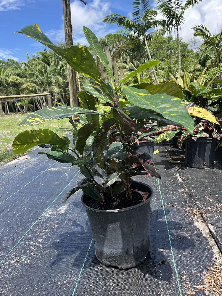 codiaeum-variegatum-magnificent-croton