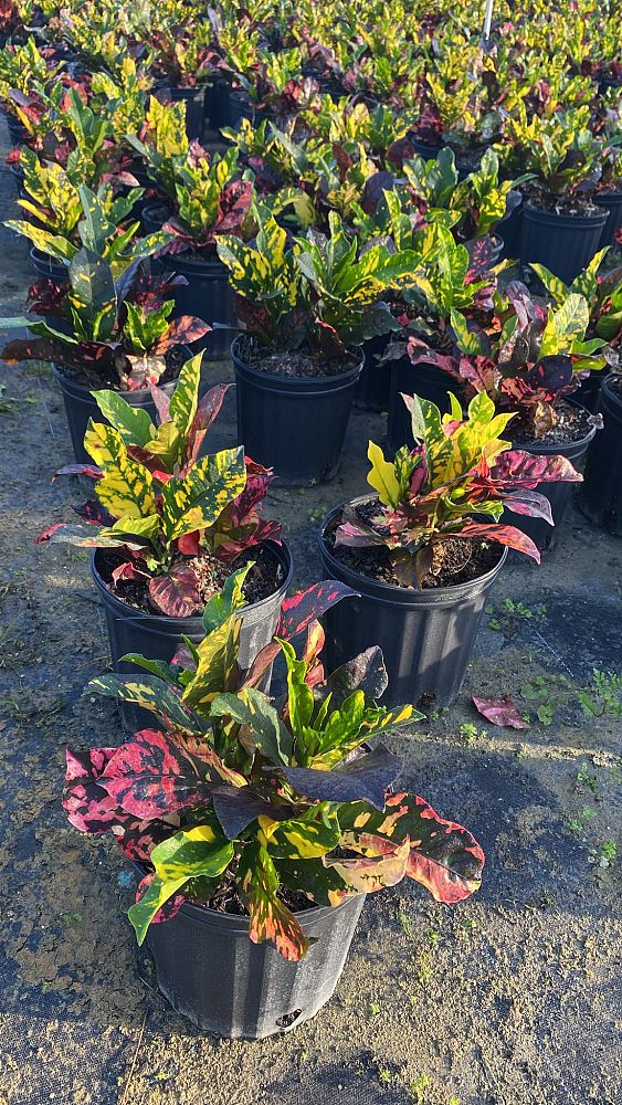 codiaeum-variegatum-magnificent-croton