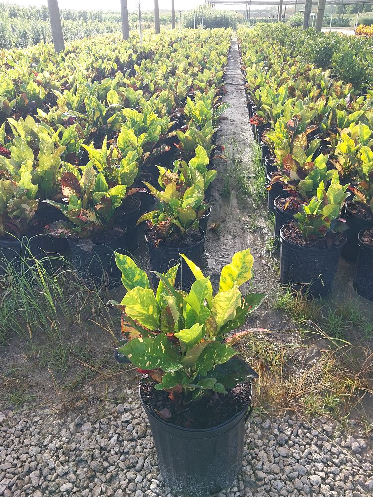 codiaeum-variegatum-magnificent-croton